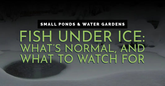 Fish Under Ice: What’s Normal, and What to Watch For Pond Supply