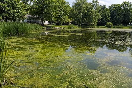 Why Pond Algae Explodes in July And What It Means for Water Quality Pond Supply