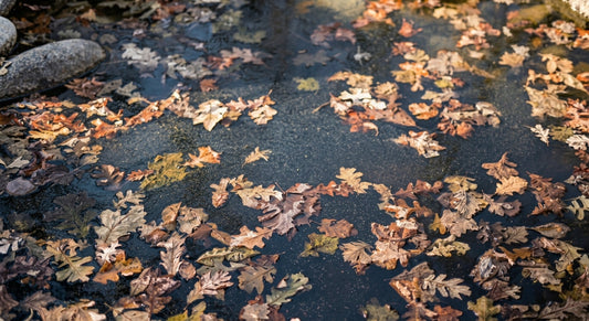 Fallen Leaves in Your Pond: How They Create Muck and How to Prevent It
