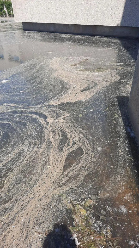 Pollen in Ponds: Understanding Its Impact and How to Manage It Pond Supply