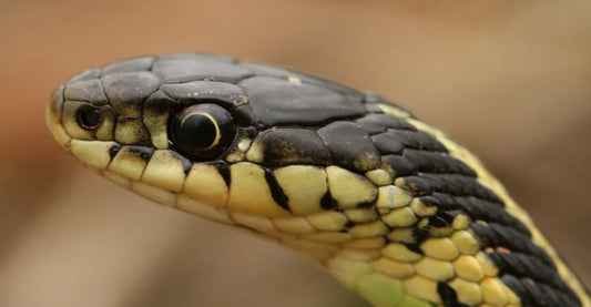 Your Ultimate Guide to Snakes in Manitoba’s Ponds & wetlands Pond Supply