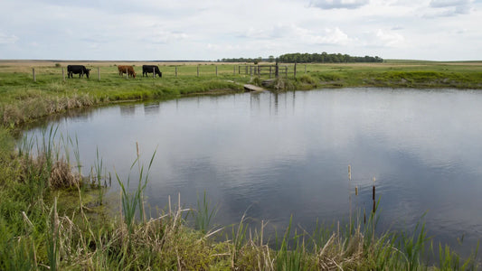 Your Farm Pond Is Telling You Something. Are You Listening?