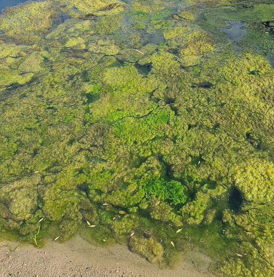 Algal Blooms and their Harmful Presence within Ecosystems Pond Supply