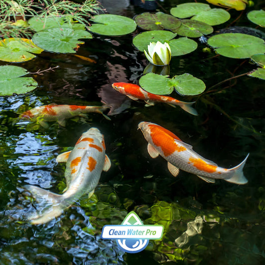 Spring Maintenance For Ponds: Tips for a Successful Summer Pond Supply