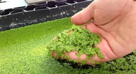 Duckweed: How to Distinguish From Algae Pond Supply