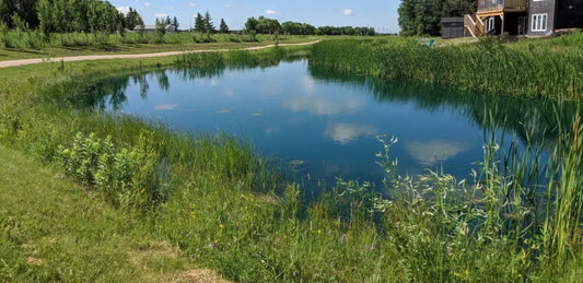 How to Maintain Retention Ponds Without Herbicides in Manitoba, Clean Water Pro’s Approach Pond Supply