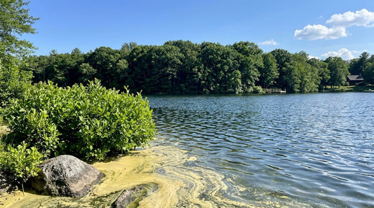 Pollen Season & Your Pond: How Spring Blooms Impact Water Clarity