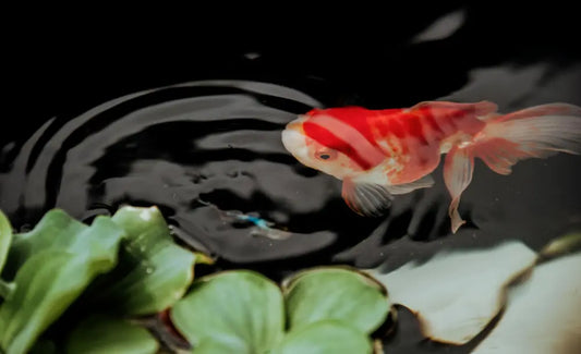 How To Keep Your Goldfish And Koi Safe Through Canadian Winters Pond Supply