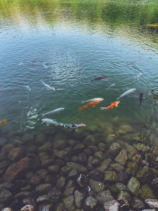 Pond Fish In Winter: How To Safely Move Them Indoors Pond Supply
