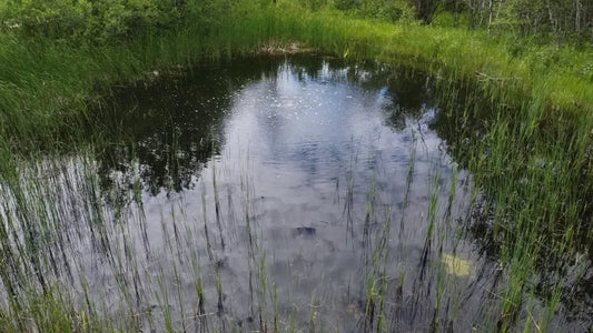 Water Aeration: The Key to a Healthy Pond Pond Supply
