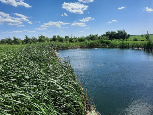 Riparian Zones: Protect Your Pond from Nutrient Overload Pond Supply
