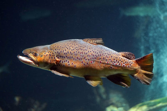 Why Trout Die in Peak Summer Heat: The Science, the Warning Signs, and How to Stop It Pond Supply