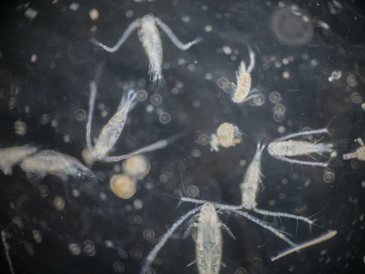 Zooplankton: What Are They? How Do They Affect Water Bodies? Pond Supply