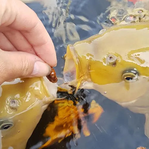 Fish Food & Supplies category image showing koi fish being hand-fed pond food pellets in clear water.