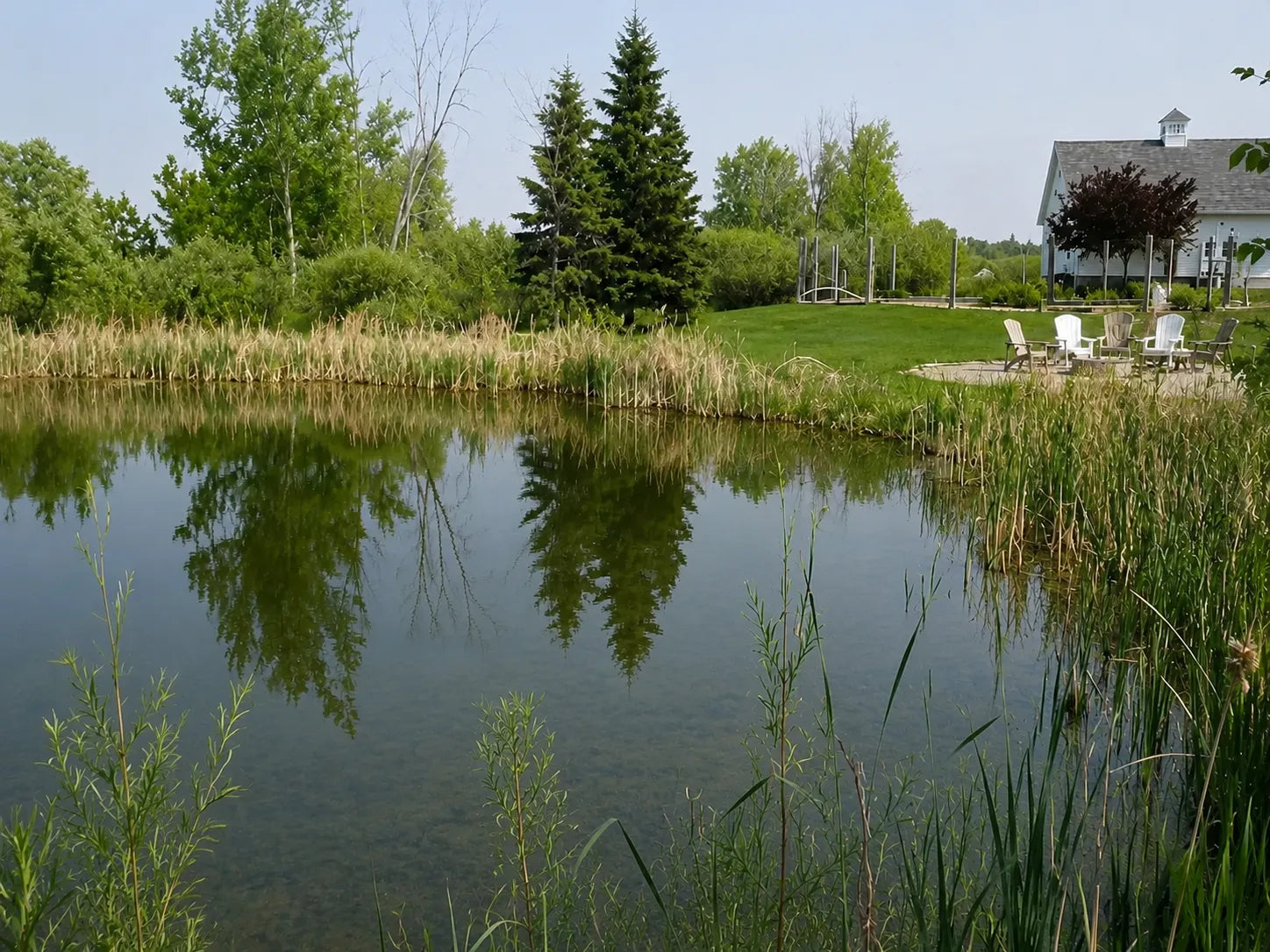 Pond after treatment with clearer healthier water