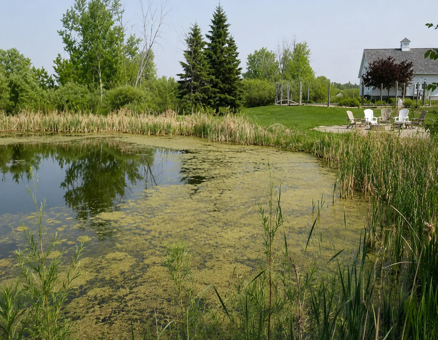 Pond before treatment with cloudy water or organic buildup