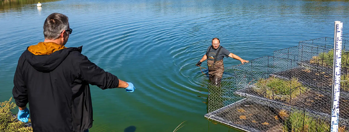 Two men on a boat near tall cattails treating aquatic weeds and managing pond water clarity