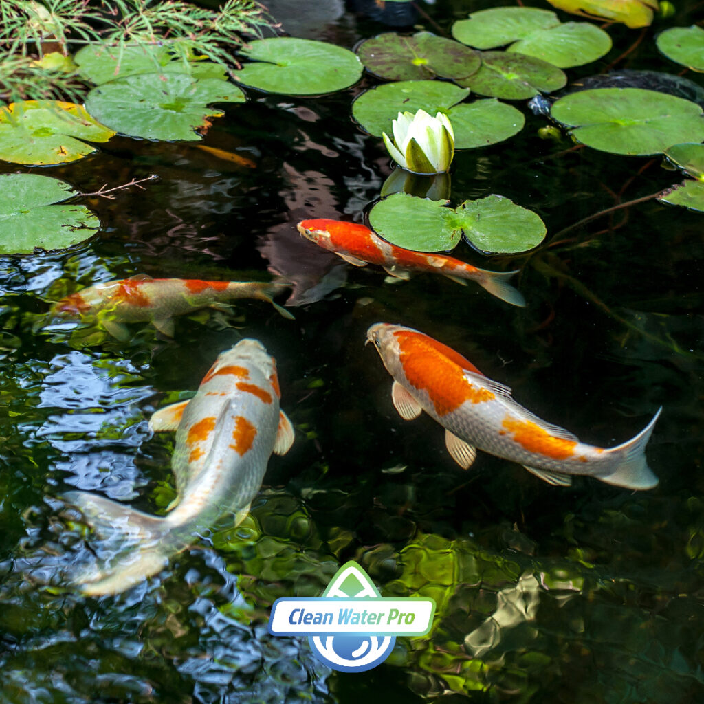 Koi Fish swimming in a pond