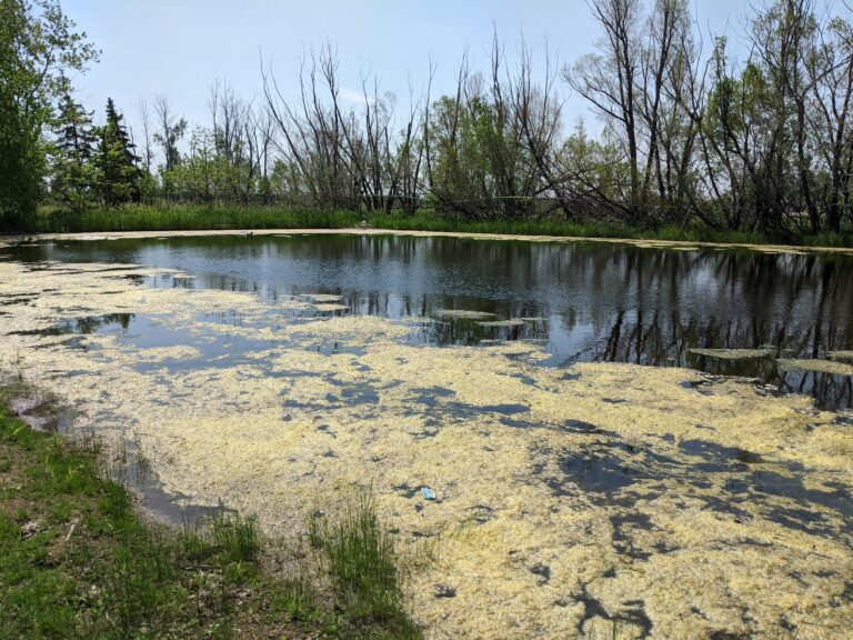 Algal Bloom on Pond